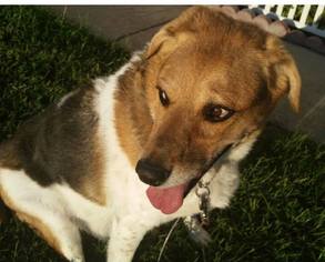 Beagle-Unknown Mix Dogs for adoption in O Fallon, MO, USA