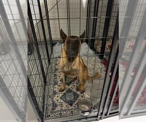 Mutt Dogs for adoption in Bakersfield, CA, USA