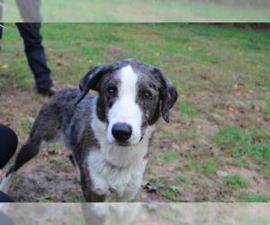 Border-Aussie Dogs for adoption in Chestertown, MD, USA