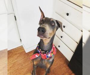 Doberman Pinscher Dogs for adoption in Woodland, CA, USA