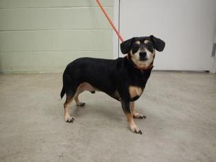 Chiweenie Dogs for adoption in Hutchinson, KS, USA