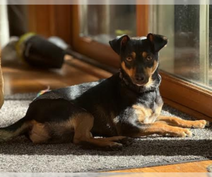 Doxie-Pin Dogs for adoption in Brooklyn Center, MN, USA