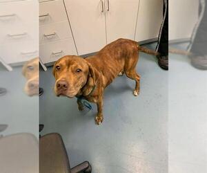 Boxador Dogs for adoption in London, Ontario, Canada