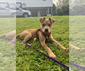 Mutt Dogs for adoption in Candler, NC, USA