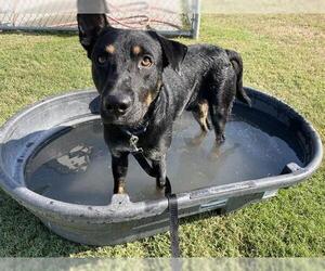 German Shepherd Dog-Unknown Mix Dogs for adoption in Corpus Christi, TX, USA