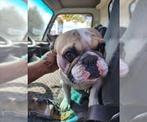 French Bulldog Dogs for adoption in Tracy, CA, USA