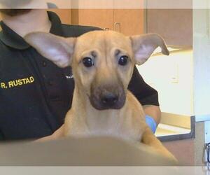 American Pit Bull Terrier Dogs for adoption in Sacramento, CA, USA