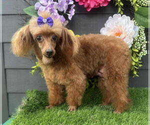 Poodle (Miniature) Dogs for adoption in Gulfport, MI, USA