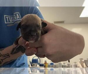 Mutt Dogs for adoption in Tulsa, OK, USA
