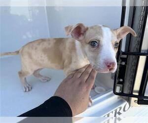 Mutt Dogs for adoption in Houston, TX, USA
