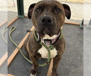 American Pit Bull Terrier-Unknown Mix Dogs for adoption in Palmetto, FL, USA