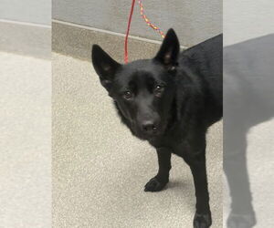 German Shepherd Dog-Unknown Mix Dogs for adoption in Las Vegas, NV, USA