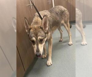 German Shepherd Dog-Huskies Mix Dogs for adoption in Baytown, TX, USA