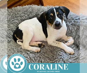 Beagle-Unknown Mix Dogs for adoption in Kimberton, PA, USA