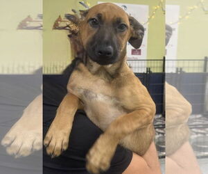 Mutt Dogs for adoption in Royal Palm Beach, FL, USA