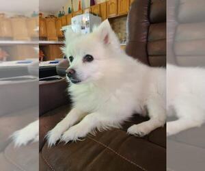 American Eskimo Dog Dogs for adoption in St. Cloud, MN, USA