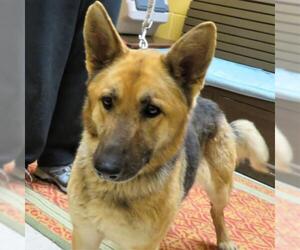 German Shepherd Dog Dogs for adoption in Madison, IN, USA