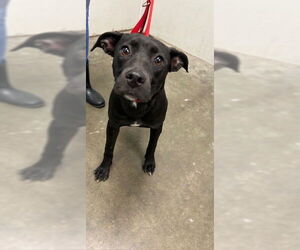 Labrador Retriever Dogs for adoption in Rosenberg, TX, USA