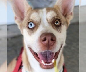 American Staffordshire Terrier-Huskies  Mix Dogs for adoption in Lake Forest, CA, USA