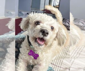 Poodle (Miniature) Dogs for adoption in Corona, CA, USA