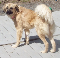 Anatolian Shepherd Dogs for adoption in Newfoundland, PA, USA