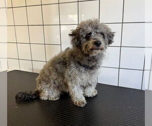 Poodle (Miniature) Dogs for adoption in Downey, CA, USA