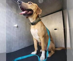 Labrador Retriever-Unknown Mix Dogs for adoption in San Antonio, TX, USA