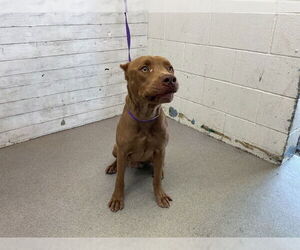 American Pit Bull Terrier Dogs for adoption in San Bernardino, CA, USA
