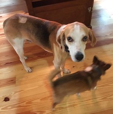 Mutt Dogs for adoption in Dahlgren, VA, USA
