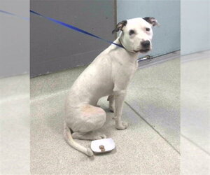 American Staffordshire Terrier-Unknown Mix Dogs for adoption in Tallahassee, FL, USA