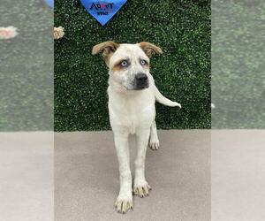Mutt Dogs for adoption in Grasswood, Saskatchewan, Canada