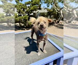 Brussels Griffon-Unknown Mix Dogs for adoption in Seal Beach, CA, USA