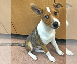 Collie Dogs for adoption in Ogden, UT, USA