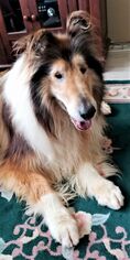 Collie Dogs for adoption in Prosser, WA, USA