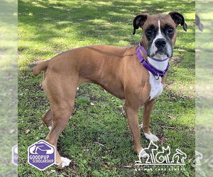 Boxer Dogs for adoption in Irvine, CA, USA