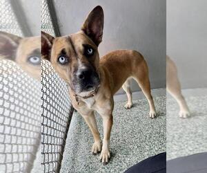 American Pit Bull Terrier Dogs for adoption in Salisbury, NC, USA