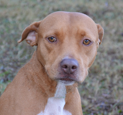 American Pit Bull Terrier-Unknown Mix Dogs for adoption in Englewood, FL, USA