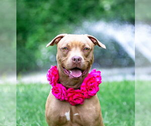 Mutt Dogs for adoption in Unionville, PA, USA