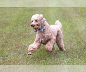 Medium Photo #1 Poodle (Standard) Puppy For Sale in Bowmanville, Ontario, Canada