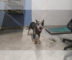 Mutt Dogs for adoption in Camarillo, CA, USA