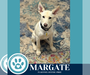 Huskies -Labrador Retriever Mix Dogs for adoption in Kimberton, PA, USA