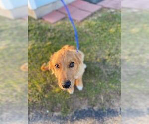 Australian Retriever Dogs for adoption in Oak Bluffs, MA, USA