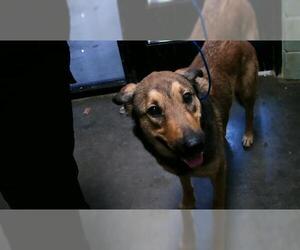 German Shepherd Dog Dogs for adoption in Tulsa, OK, USA