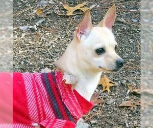 Chihuahua-Unknown Mix Dogs for adoption in Burlington, NC, USA