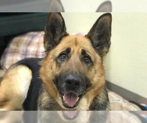 German Shepherd Dog Dogs for adoption in Salem, MA, USA