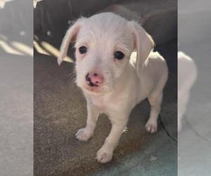 Malchi Dogs for adoption in Oakley, CA, USA