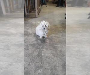 Medium Photo #1 Coton de Tulear Puppy For Sale in fort worth, TX, USA