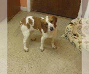 Beagle Dogs for adoption in York, SC, USA
