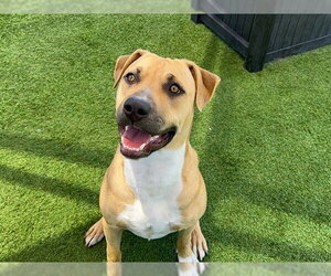 Mutt Dogs for adoption in Orange, CA, USA