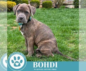 American Pit Bull Terrier-Unknown Mix Dogs for adoption in Kimberton, PA, USA